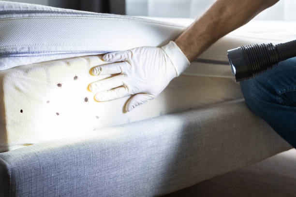 Best Local Pest Control Services  in Greenville, GA
