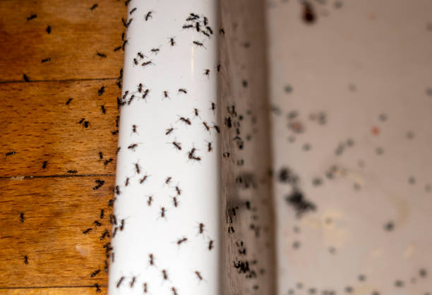 Wildlife Control Services in Greenville, GA