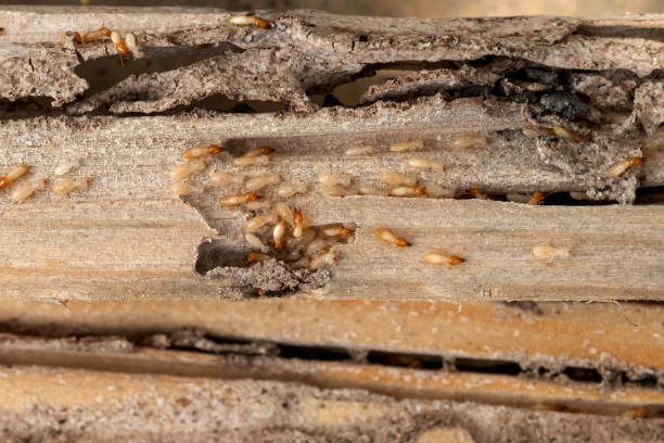 Best Mosquito Control Services  in Greenville, GA